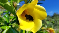 Bombus pullatus