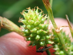 Carex extensa