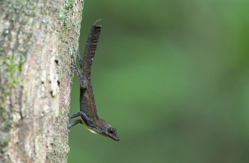 Habana Anole