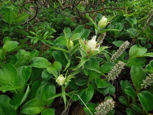 Image of Castilleja pallida by (c) Валерия Ковалева, some rights reserved (CC BY)