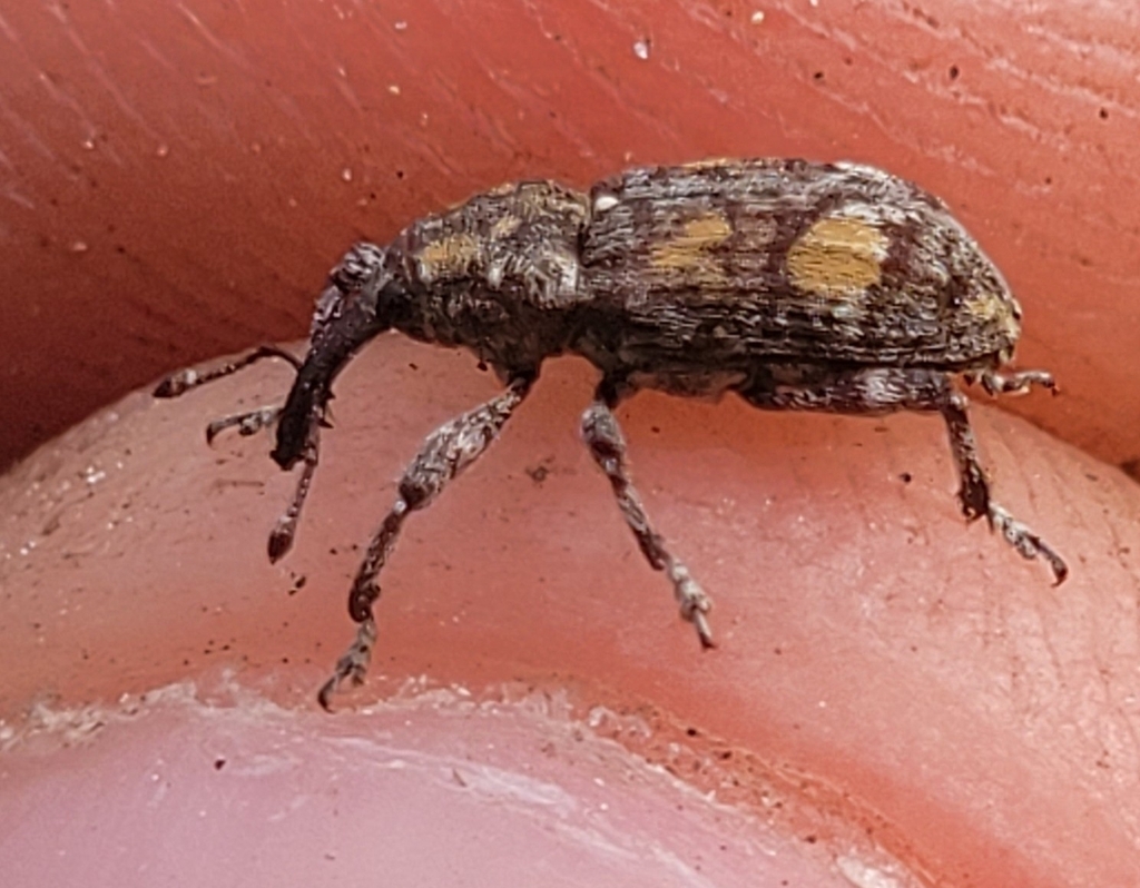 Lodgepole Terminal Weevil