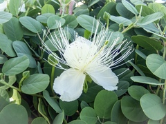 Capparis cordifolia