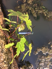 Pachydiplax longipennis