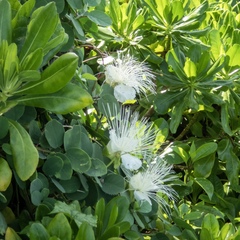 Capparis cordifolia