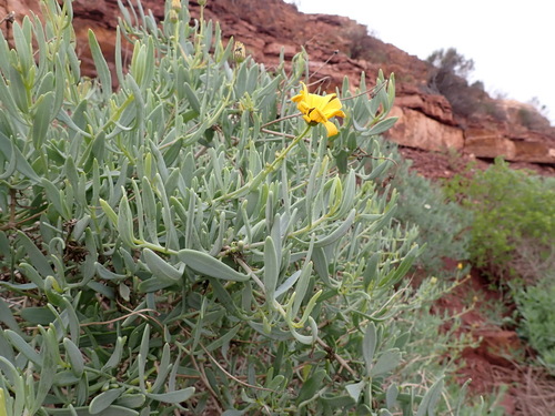Image of Osteospermum oppositifolium by (c) Nicola van Berkel, some rights reserved (CC BY-SA)