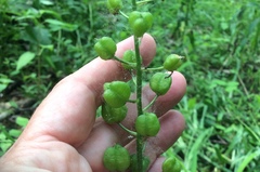 Camassia scilloides