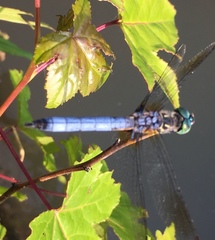 Pachydiplax longipennis