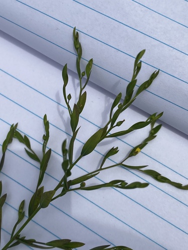 Image of Linum medium by (c) botany08, some rights reserved (CC BY)