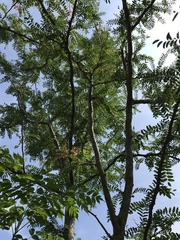 Gleditsia triacanthos inermis