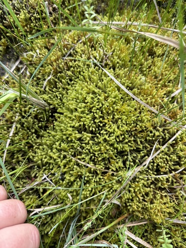 Image of Paludella squarrosa by no rights reserved