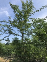 Gleditsia triacanthos inermis