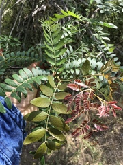 Gleditsia triacanthos inermis