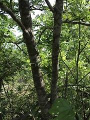 Gleditsia triacanthos inermis