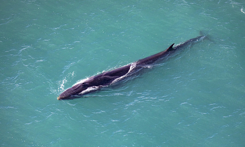 Photo of Fin whale (Balaenoptera physalus)