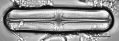 Sellaphora pupula