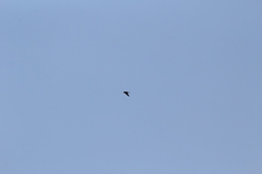 Falco peregrinus anatum