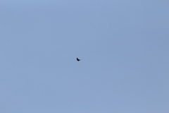 Falco peregrinus anatum