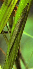 Stick Catfish photo 2