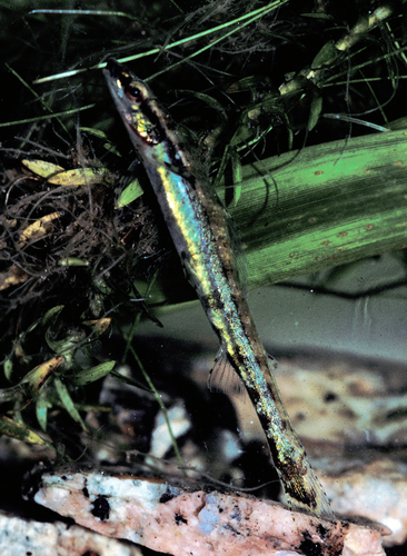 Elegant darter tetra (Ammocryptocharax elegans) — Crenuchidae