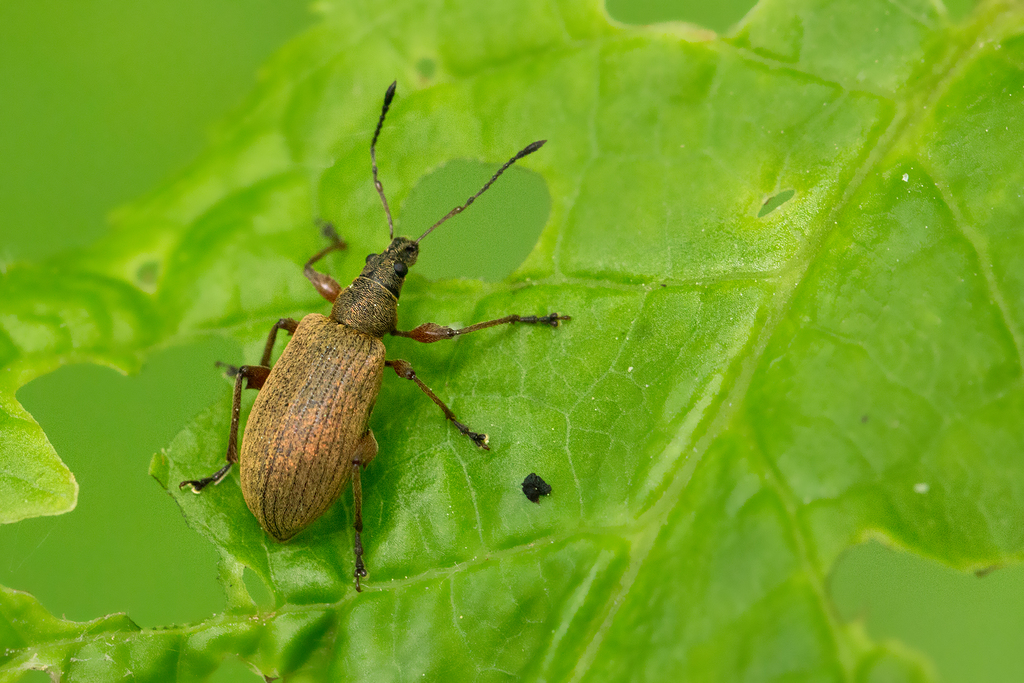 Knoppensnuittor, photo 1 of 10