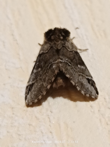 Drymonia obliterata