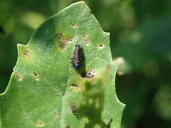 Trirhabda bacharidis