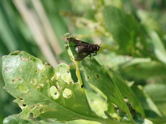 Chrysops fuliginosus