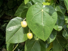 Hernandia nymphaeifolia