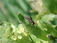 Chrysops fuliginosus