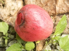 Hernandia nymphaeifolia