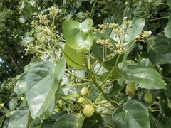 Hernandia nymphaeifolia