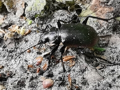 Calosoma inquisitor