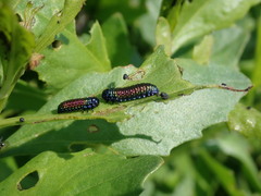 Trirhabda bacharidis