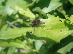 Chrysops fuliginosus