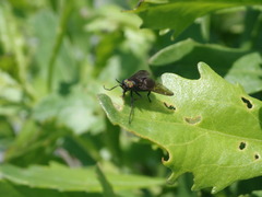 Chrysops fuliginosus
