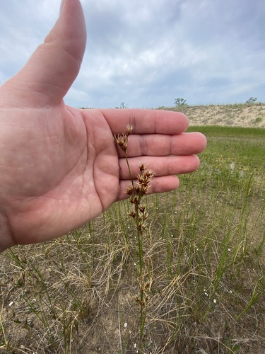 Smooth sawgrass (Cladium mariscoides)