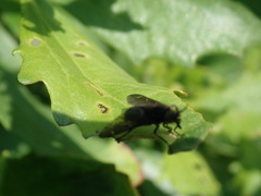 Chrysops fuliginosus