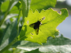 Chrysops fuliginosus