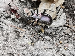 Calosoma inquisitor