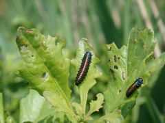 Trirhabda bacharidis
