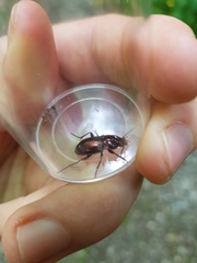 Pterostichus burmeisteri