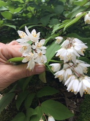 Deutzia