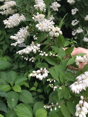 Deutzia