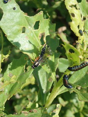 Itoplectis
