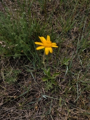 Arnica fulgens