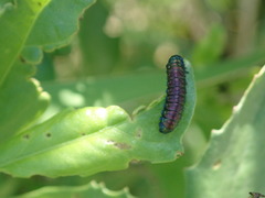 Trirhabda bacharidis