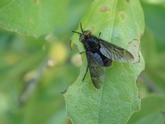 Chrysops fuliginosus