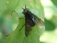 Chrysops fuliginosus