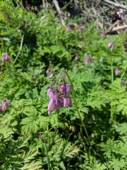 Dicentra formosa formosa