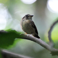 Stub-Tailed Spadebill photo 2